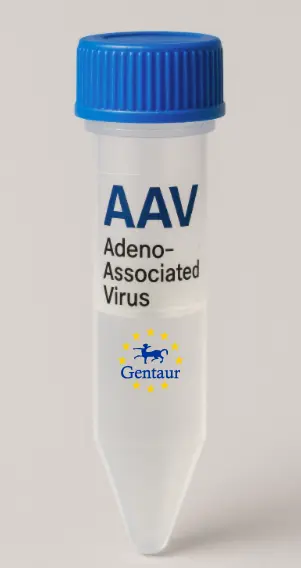 SULT1E1 AAV Vector (Rat) (CMV)