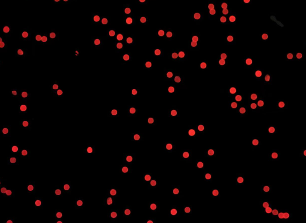 Red PS Fluorescent Particles, 250-500 um